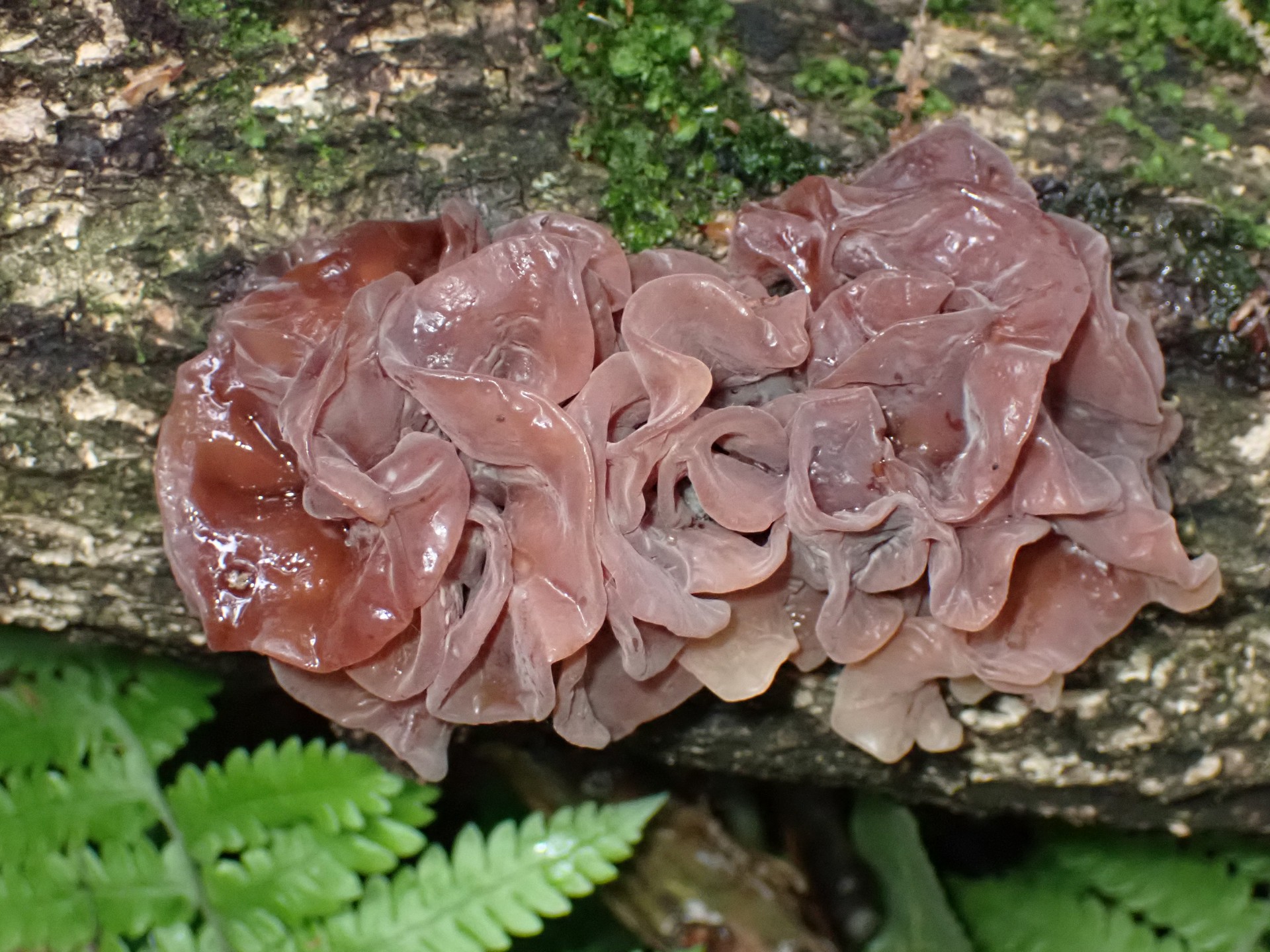 ハナビラニカワタケの高画質写真です。横浜市 青葉区 寺家ふるさと村で、2024年4月27日に撮影したものです。
