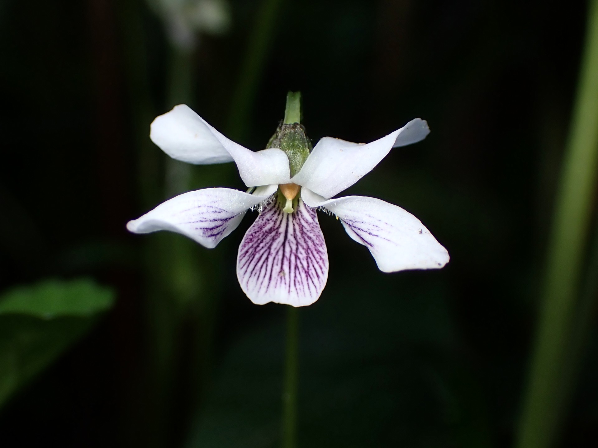 ヒメアギスミレの花の高画質写真です。横浜市 青葉区 寺家ふるさと村で、2024年4月19日に撮影したものです。