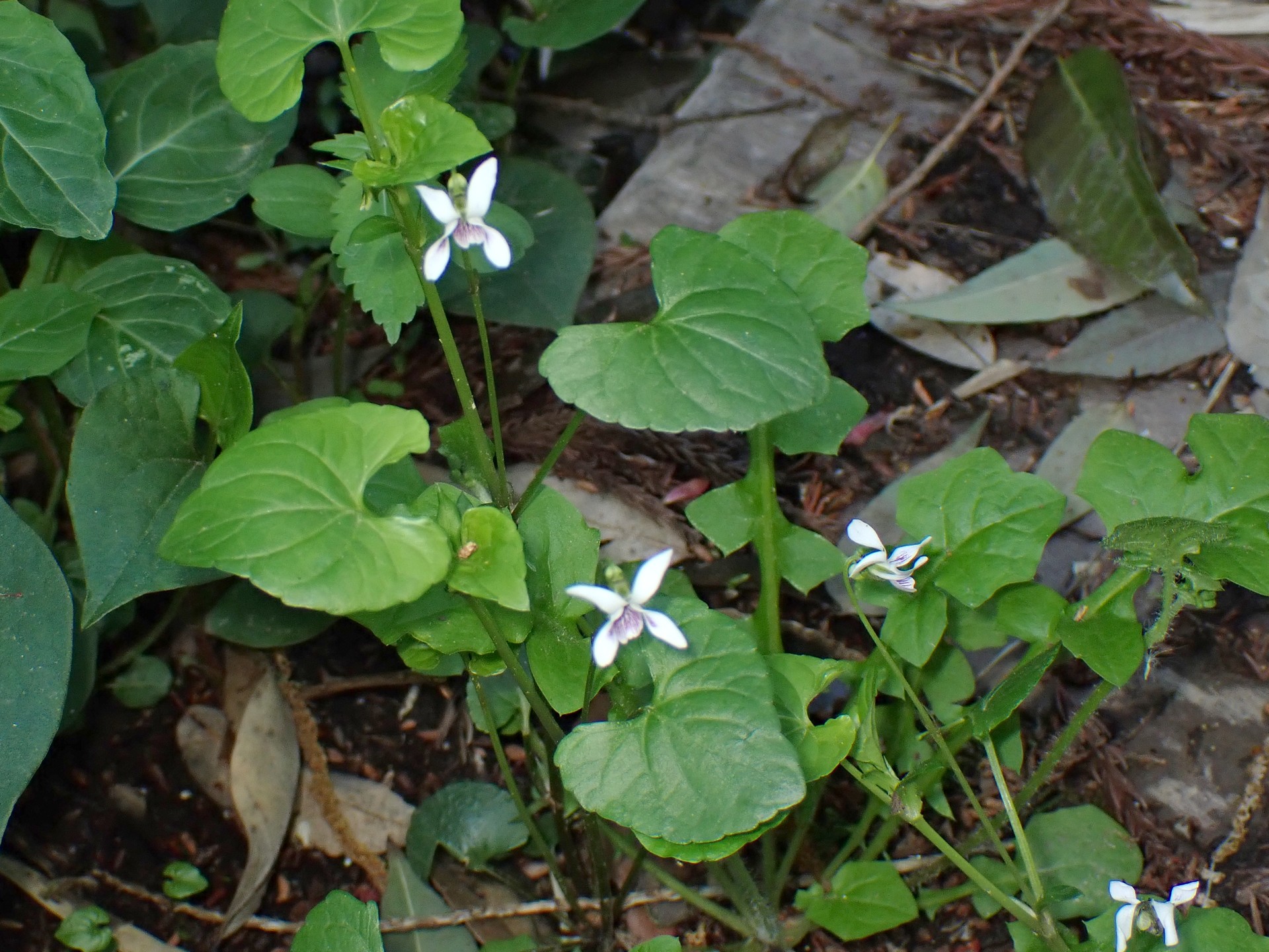 ヒメアギスミレの全体の高画質写真です。横浜市 青葉区 寺家ふるさと村で、2024年4月19日に撮影したものです。