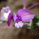 ヒメハギの花の高画質写真です。横浜市 青葉区 寺家ふるさと村で、2024年4月2日に撮影したものです。