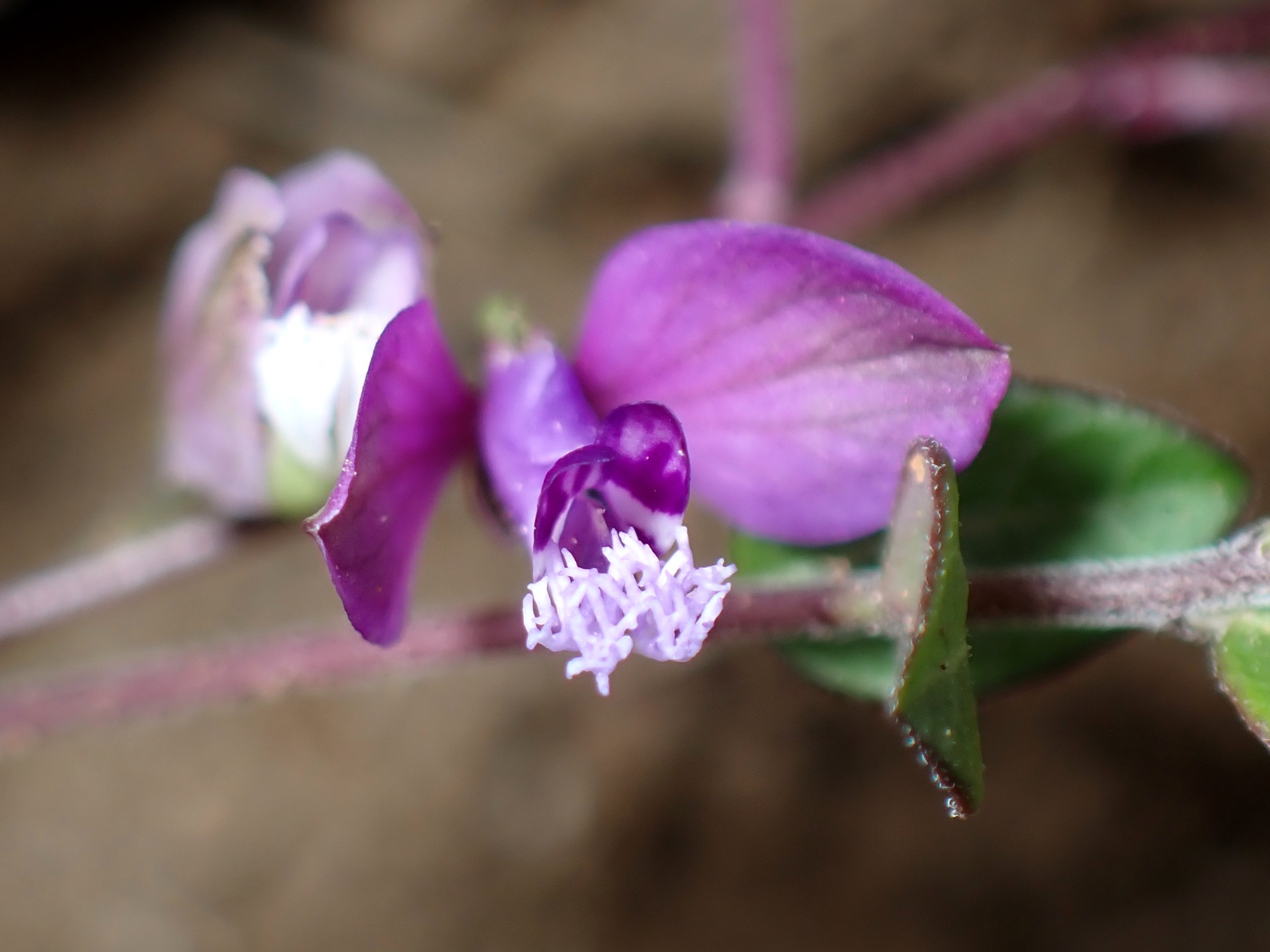 ヒメハギの花の高画質写真です。横浜市 青葉区 寺家ふるさと村で、2024年4月2日に撮影したものです。