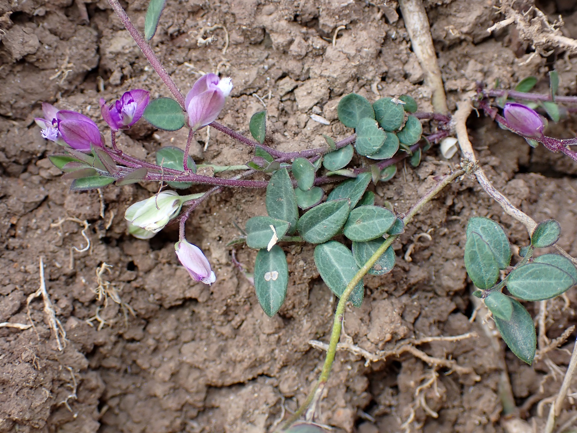 ヒメハギの全体の高画質写真です。横浜市 青葉区 寺家ふるさと村で、2024年4月2日に撮影したものです。