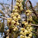 ヒサカキの花の高画質写真です。 横浜市 青葉区 寺家ふるさと村で、2024年3月31日に撮影したものです。