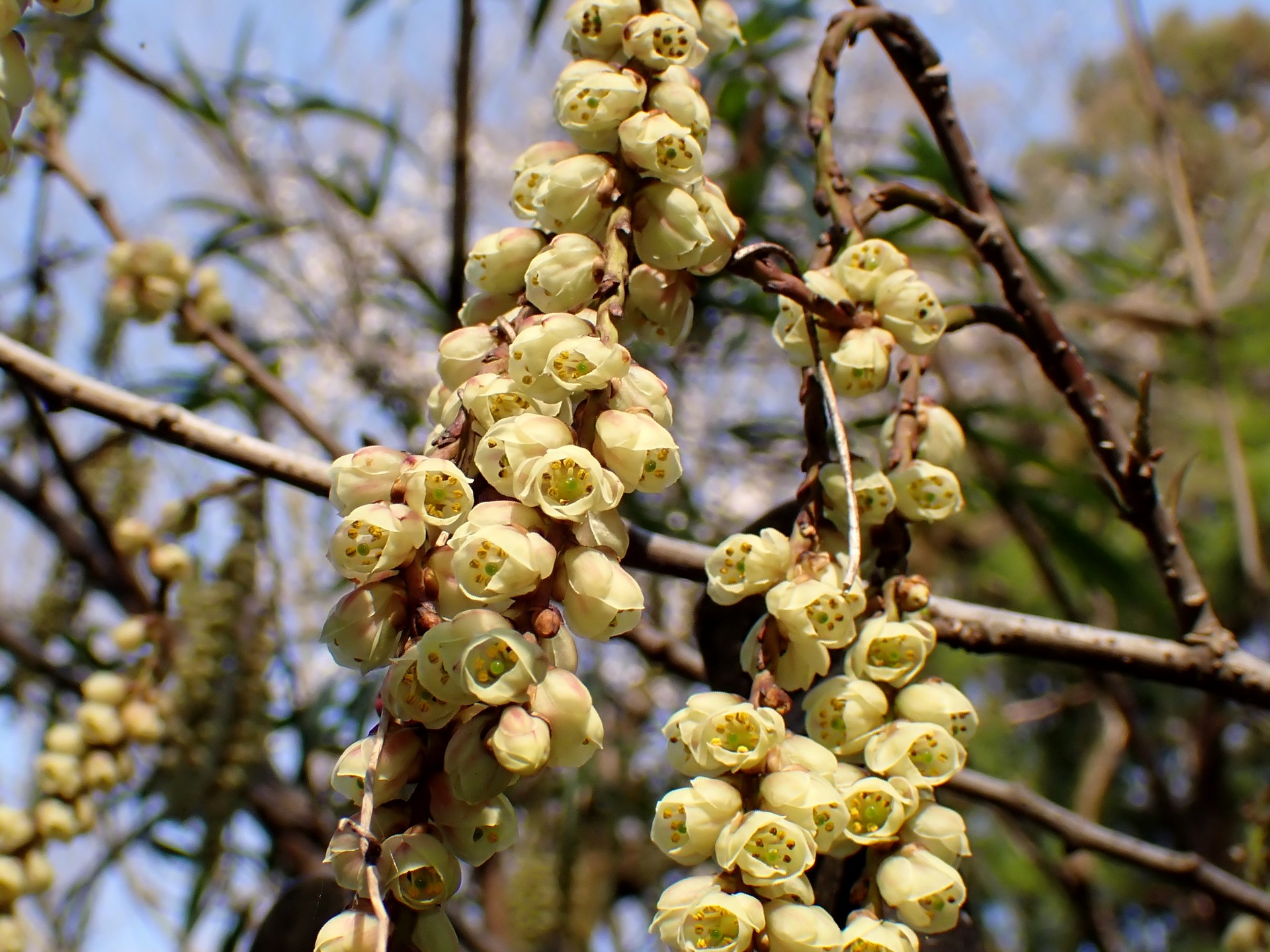 ヒサカキの花の高画質写真です。 横浜市 青葉区 寺家ふるさと村で、2024年3月31日に撮影したものです。