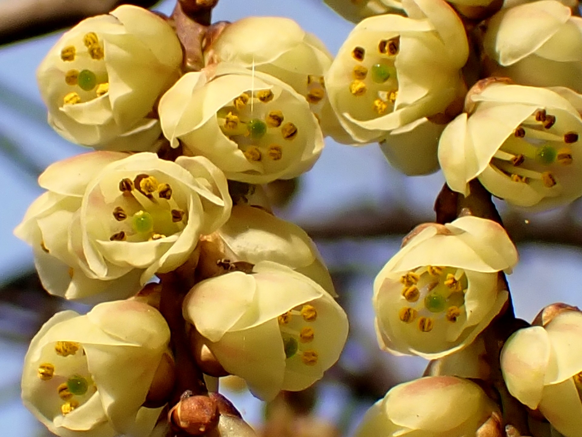 ヒサカキの花の拡大写真です。 横浜市 青葉区 寺家ふるさと村で、2024年3月31日に撮影したものです。
