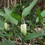 ホウチャクソウの花の高画質写真です。横浜市 青葉区 寺家ふるさと村で、2024年4月11日に撮影したものです。