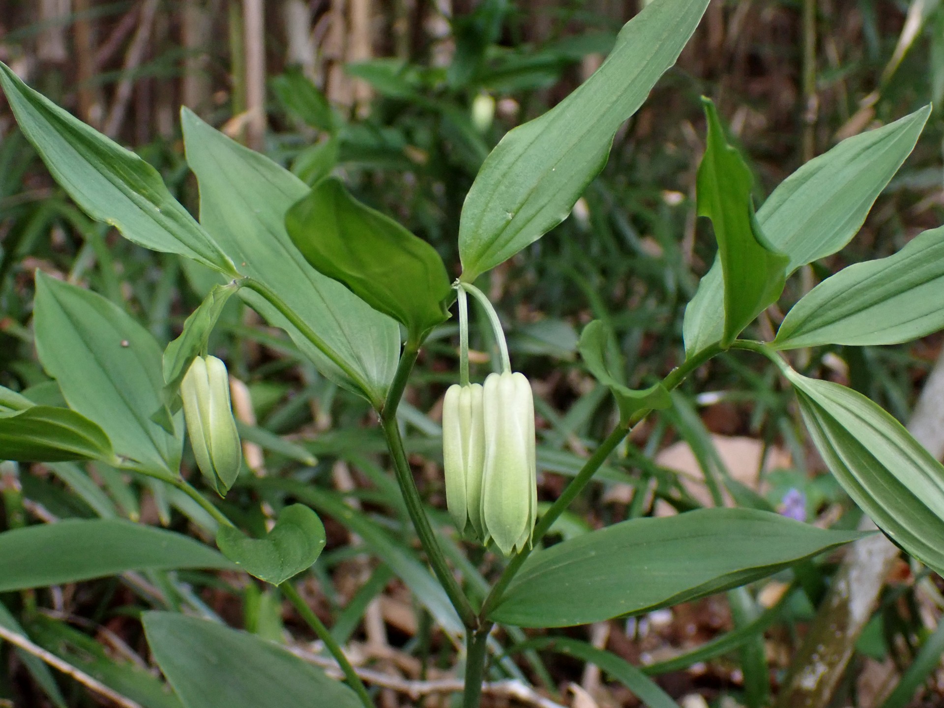 ホウチャクソウの花の高画質写真です。横浜市 青葉区 寺家ふるさと村で、2024年4月11日に撮影したものです。