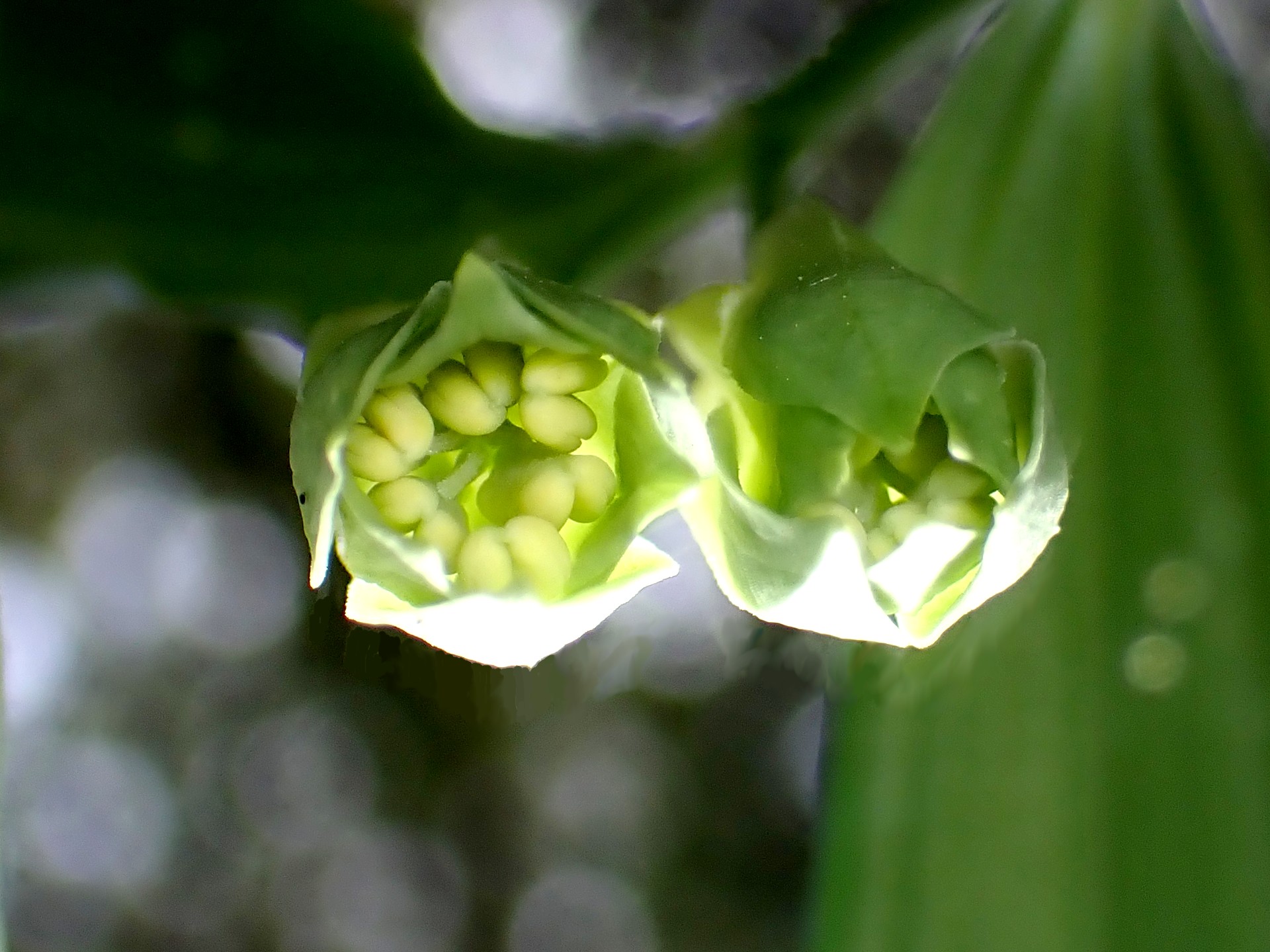 ホウチャクソウの花を真下から撮影した写真です。横浜市 青葉区 寺家ふるさと村で、2024年4月11日に撮影したものです。