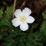 イチリンソウの花の高画質写真です。横浜市 青葉区 寺家ふるさと村で、2024年4月17日に撮影したものです。