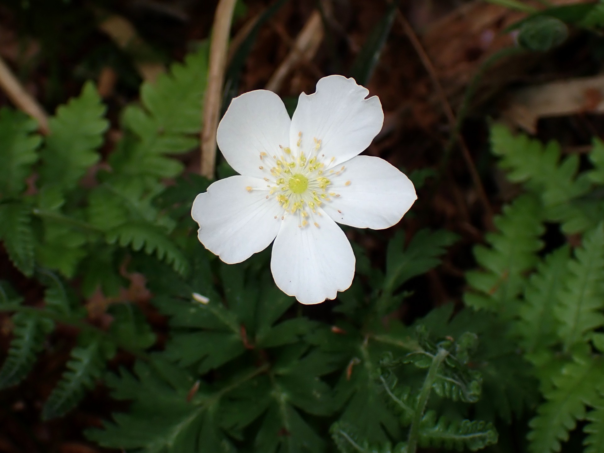 イチリンソウの花の高画質写真です。横浜市 青葉区 寺家ふるさと村で、2024年4月17日に撮影したものです。