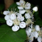 カマツカの花の高画質写真です。横浜市 青葉区 寺家ふるさと村で、2024年4月27日に撮影したものです。