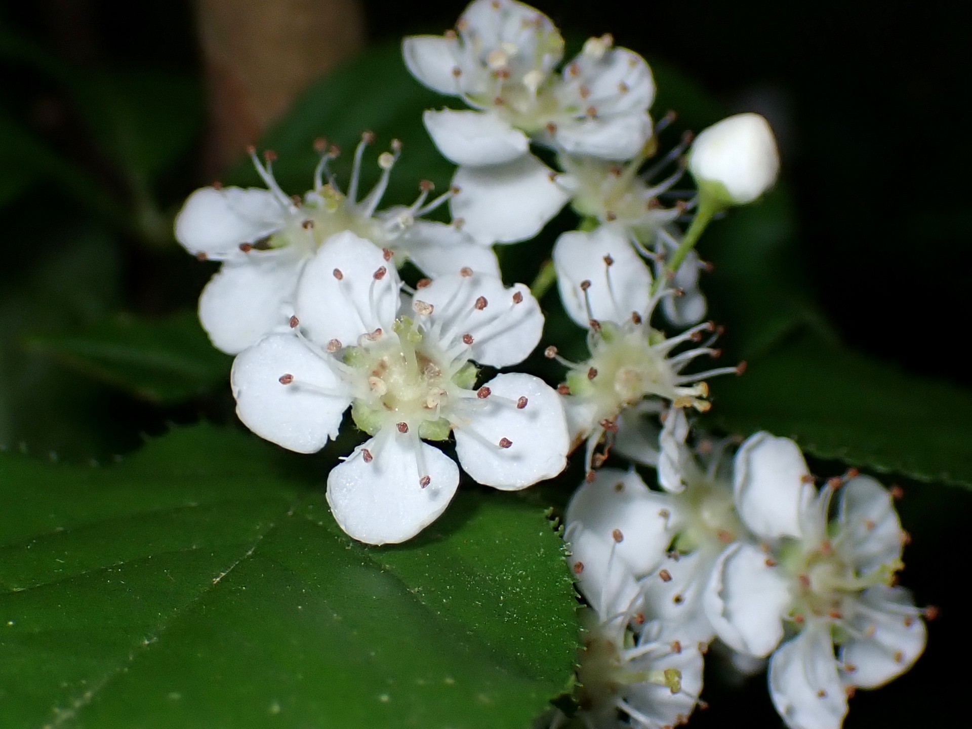 カマツカの花の高画質写真です。横浜市 青葉区 寺家ふるさと村で、2024年4月27日に撮影したものです。