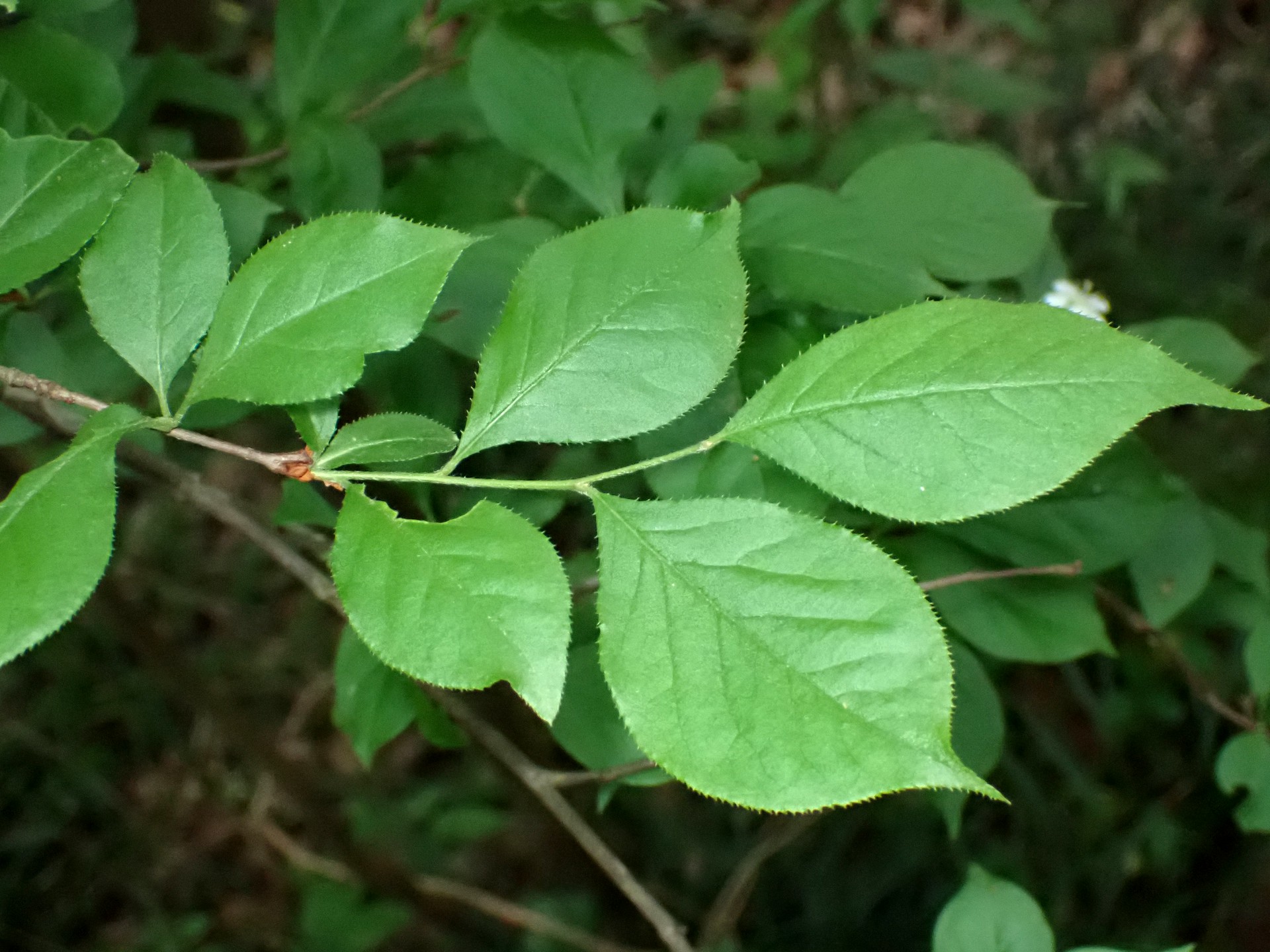 カマツカの葉の高画質写真です。横浜市 青葉区 寺家ふるさと村で、2024年4月27日に撮影したものです。