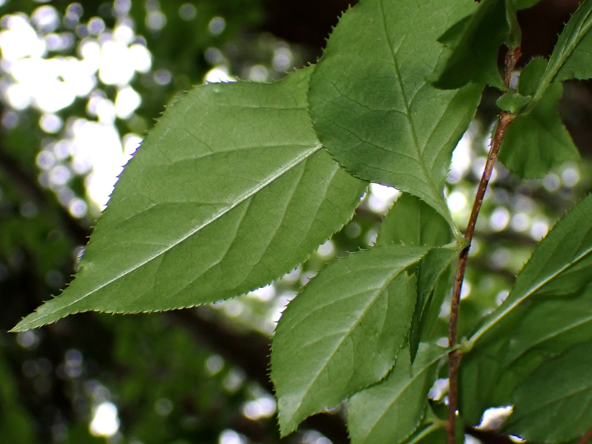 カマツカの葉の裏側の高画質写真です。横浜市 青葉区 寺家ふるさと村で、2024年4月27日に撮影したものです。
