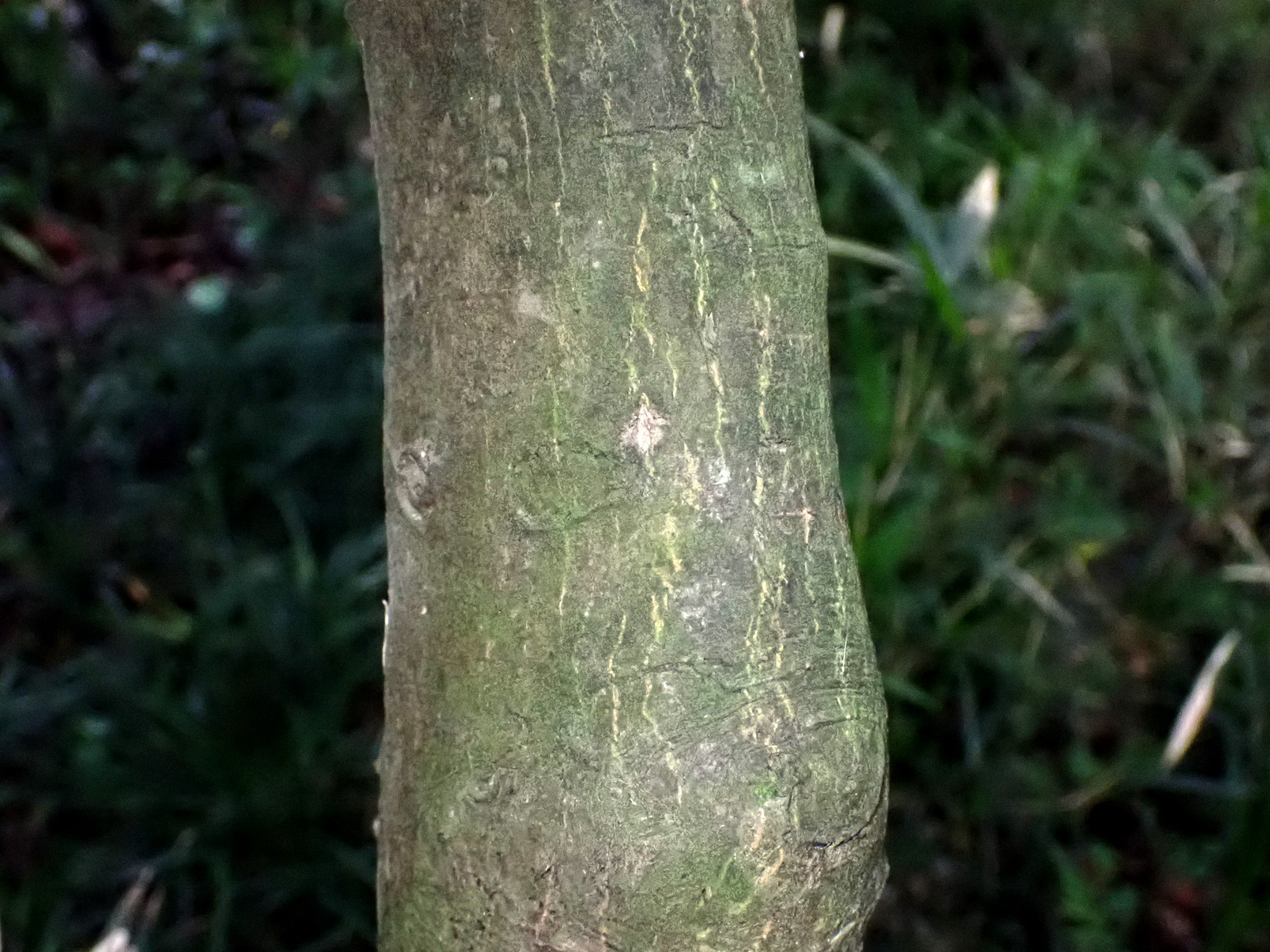 カマツカの幹の高画質写真です。横浜市 青葉区 寺家ふるさと村で、2024年4月27日に撮影したものです。