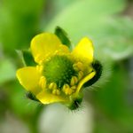 ケキツネノボタンの花の高画質写真です。横浜市 青葉区 寺家ふるさと村で、2024年4月17日に撮影したものです。
