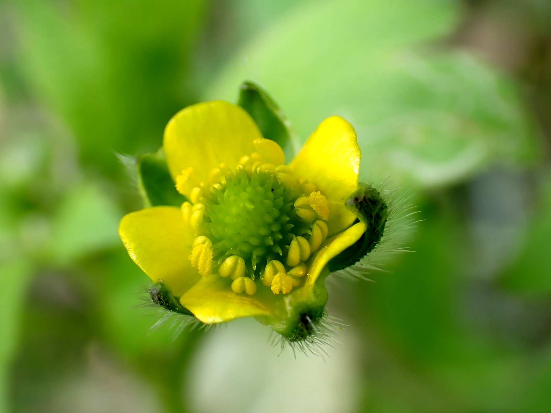 ケキツネノボタンの花の高画質写真です。横浜市 青葉区 寺家ふるさと村で、2024年4月17日に撮影したものです。