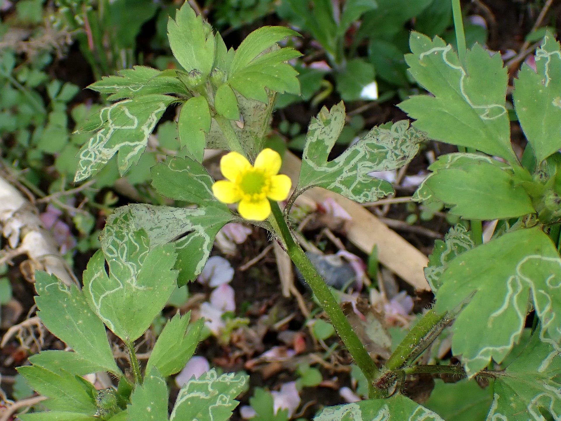 ケキツネノボタンの全体の高画質写真です。横浜市 青葉区 寺家ふるさと村で、2024年4月17日に撮影したものです。