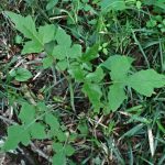 ケムラサキニガナの葉の高画質写真です。横浜市 青葉区 寺家ふるさと村で、2024年4月25日に撮影したものです。