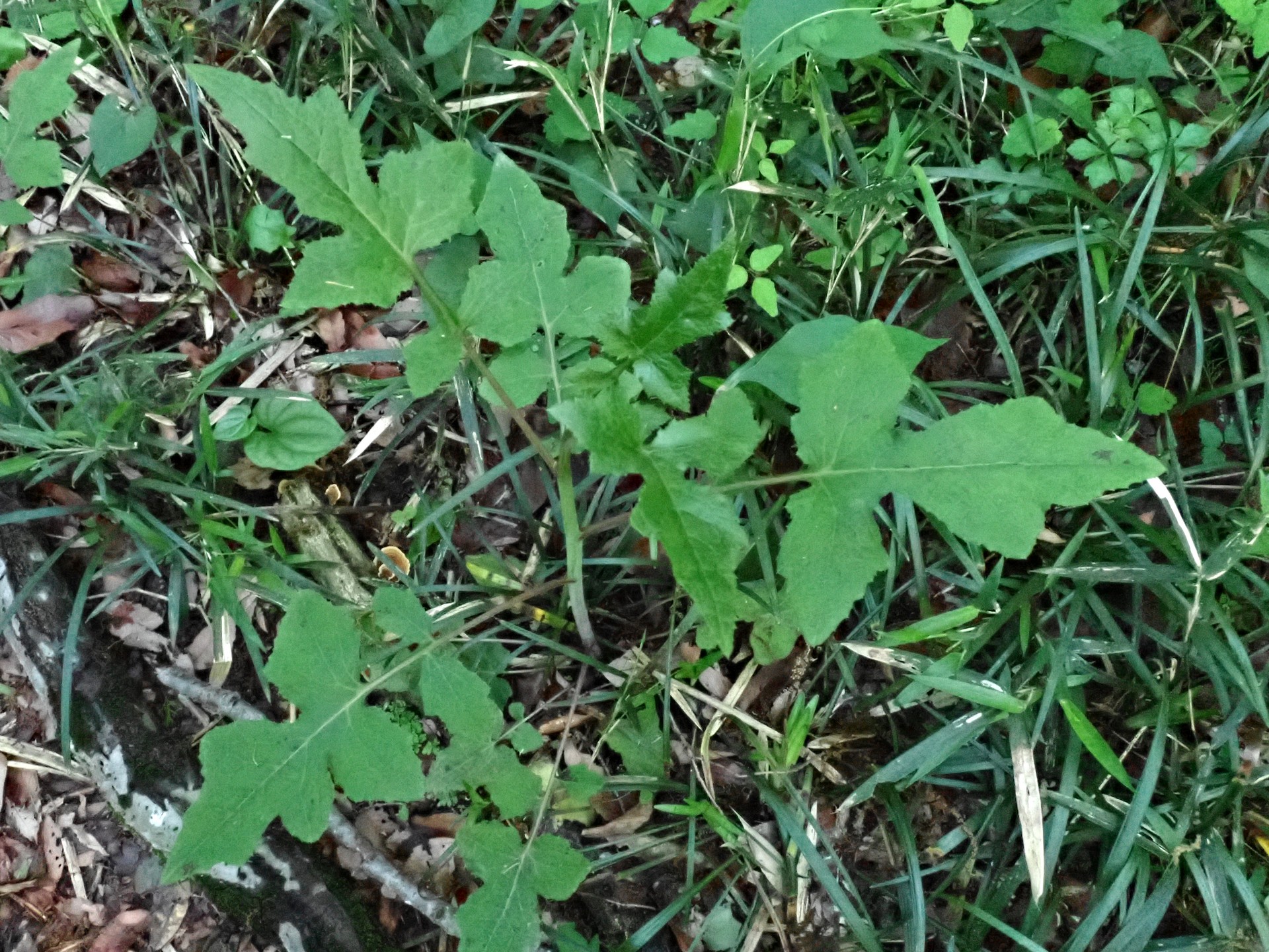 ケムラサキニガナの葉の高画質写真です。横浜市 青葉区 寺家ふるさと村で、2024年4月25日に撮影したものです。