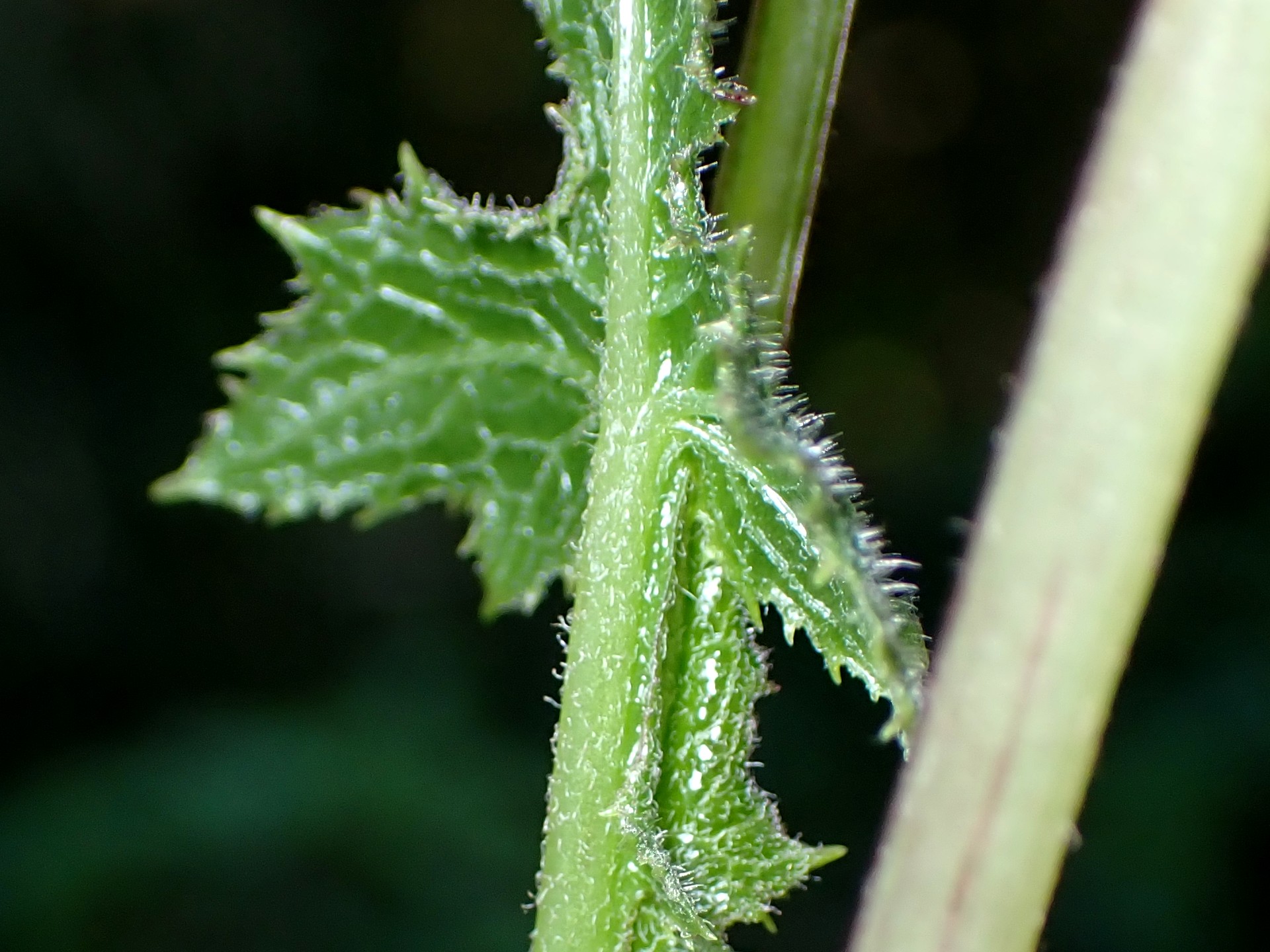 ケムラサキニガナの葉の拡大写真です。横浜市 青葉区 寺家ふるさと村で、2024年4月25日に撮影したものです。