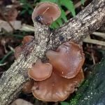 キクラゲの高画質写真です。横浜市 青葉区 寺家ふるさと村で、2024年4月27日に撮影したものです。