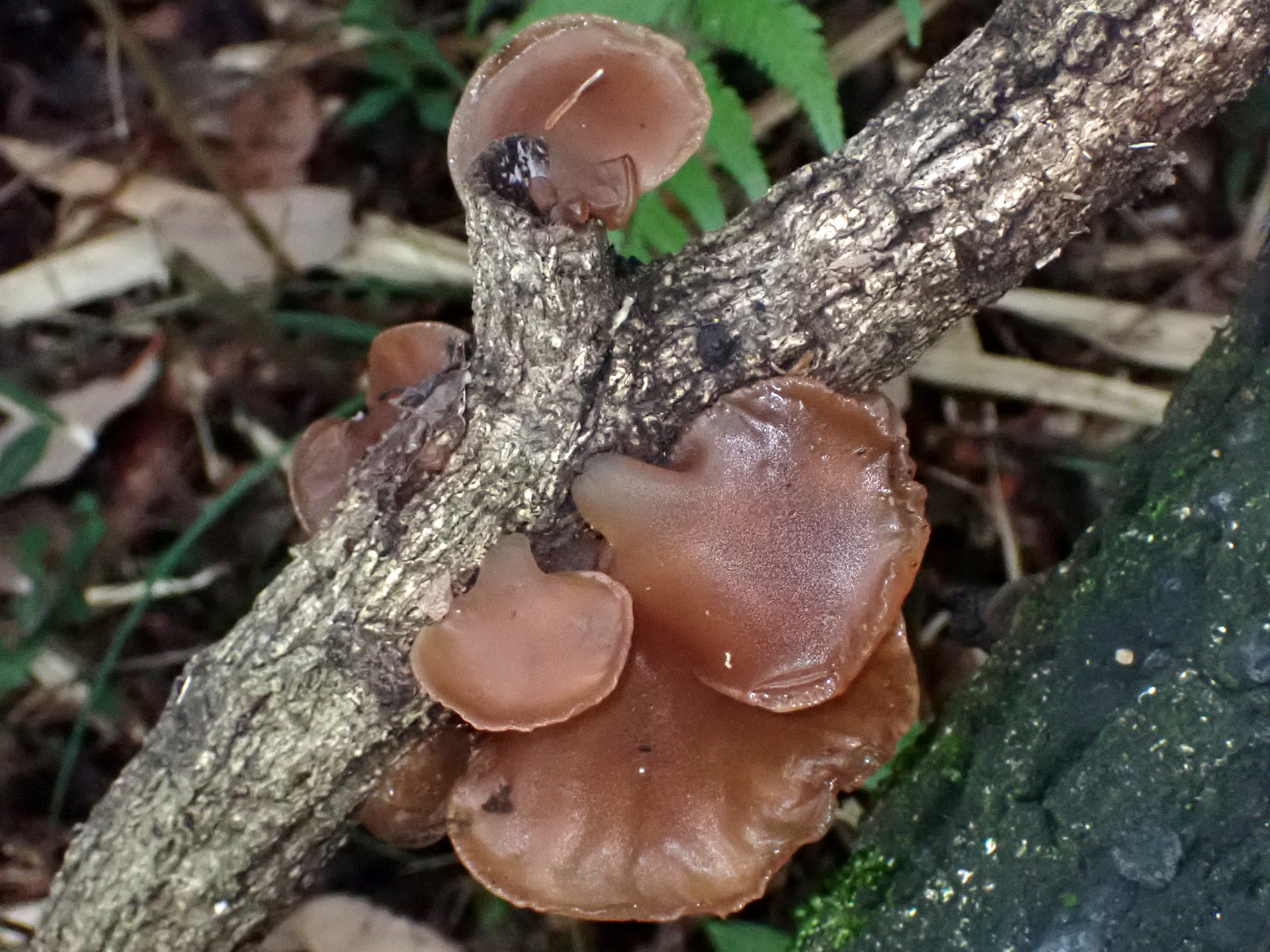 キクラゲの高画質写真です。横浜市 青葉区 寺家ふるさと村で、2024年4月27日に撮影したものです。