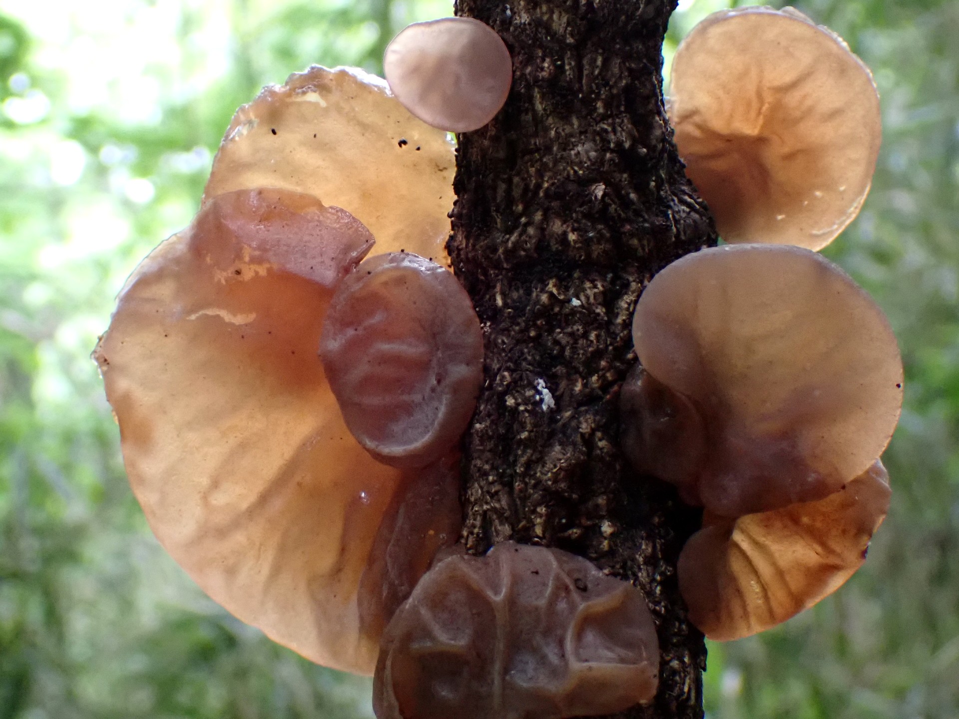 キクラゲの高画質写真です。横浜市 青葉区 寺家ふるさと村で、2024年4月27日に撮影したものです。