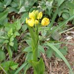 キンランの花の高画質写真です。横浜市 青葉区 寺家ふるさと村で、2024年4月17日に撮影したものです。