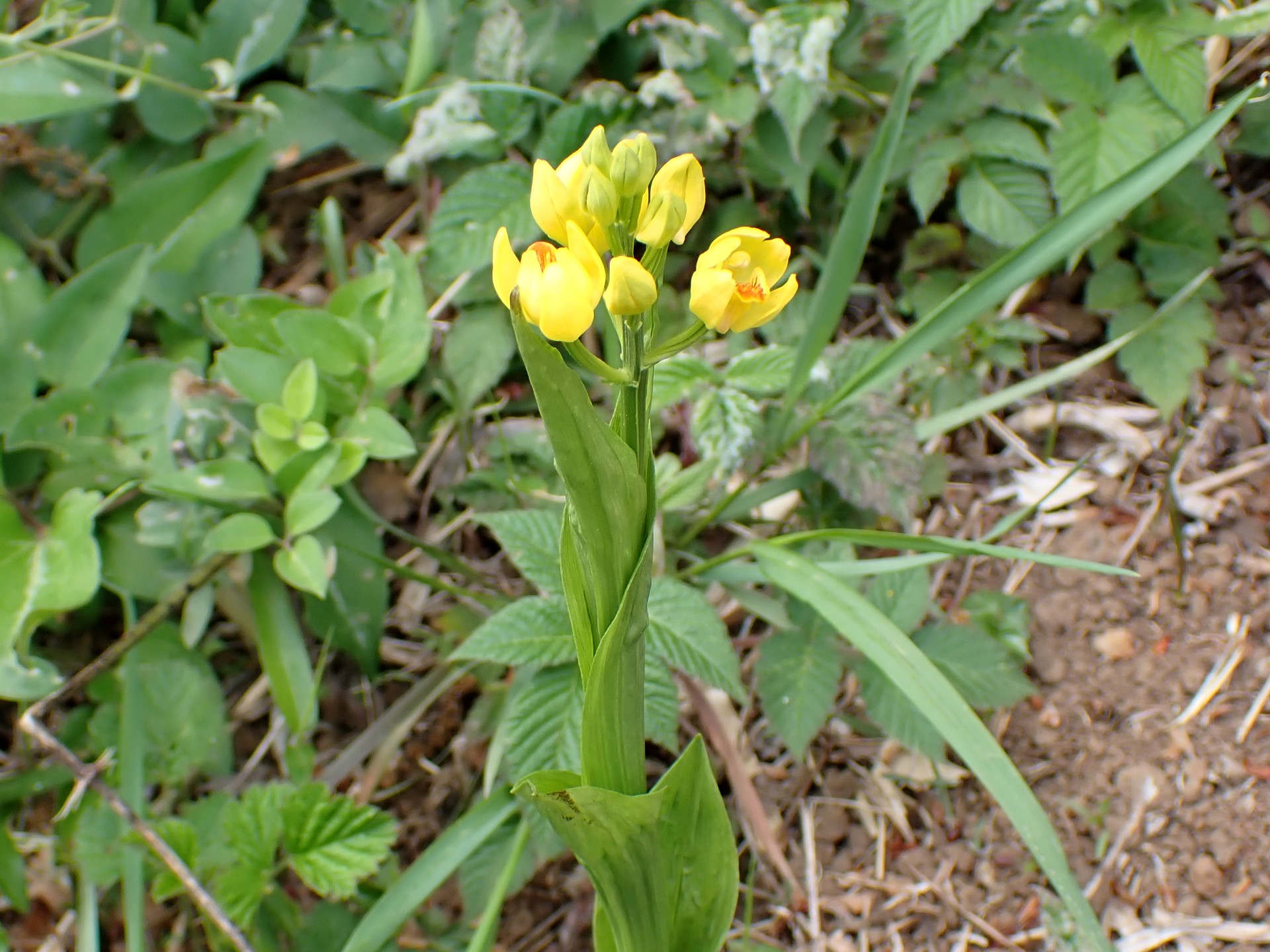 キンランの花の高画質写真です。横浜市 青葉区 寺家ふるさと村で、2024年4月17日に撮影したものです。