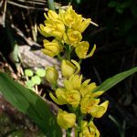 キンランの花の高画質写真です。横浜市 青葉区 寺家ふるさと村で、2024年4月25日に撮影したものです。