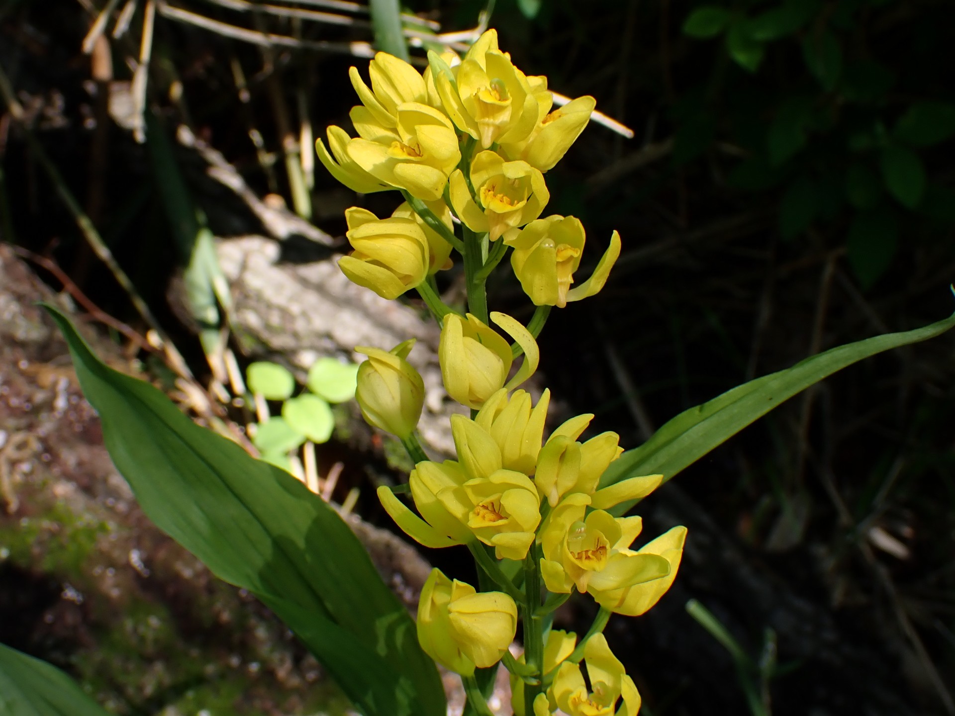 キンランの花の高画質写真です。横浜市 青葉区 寺家ふるさと村で、2024年4月25日に撮影したものです。