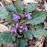 キランソウの花の高画質写真です。横浜市 青葉区 寺家ふるさと村で、2024年4月2日に撮影したものです。