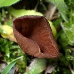 キツネノワンタケの高画質写真です。横浜市 青葉区 寺家ふるさと村で、2024年4月20日に撮影したものです。