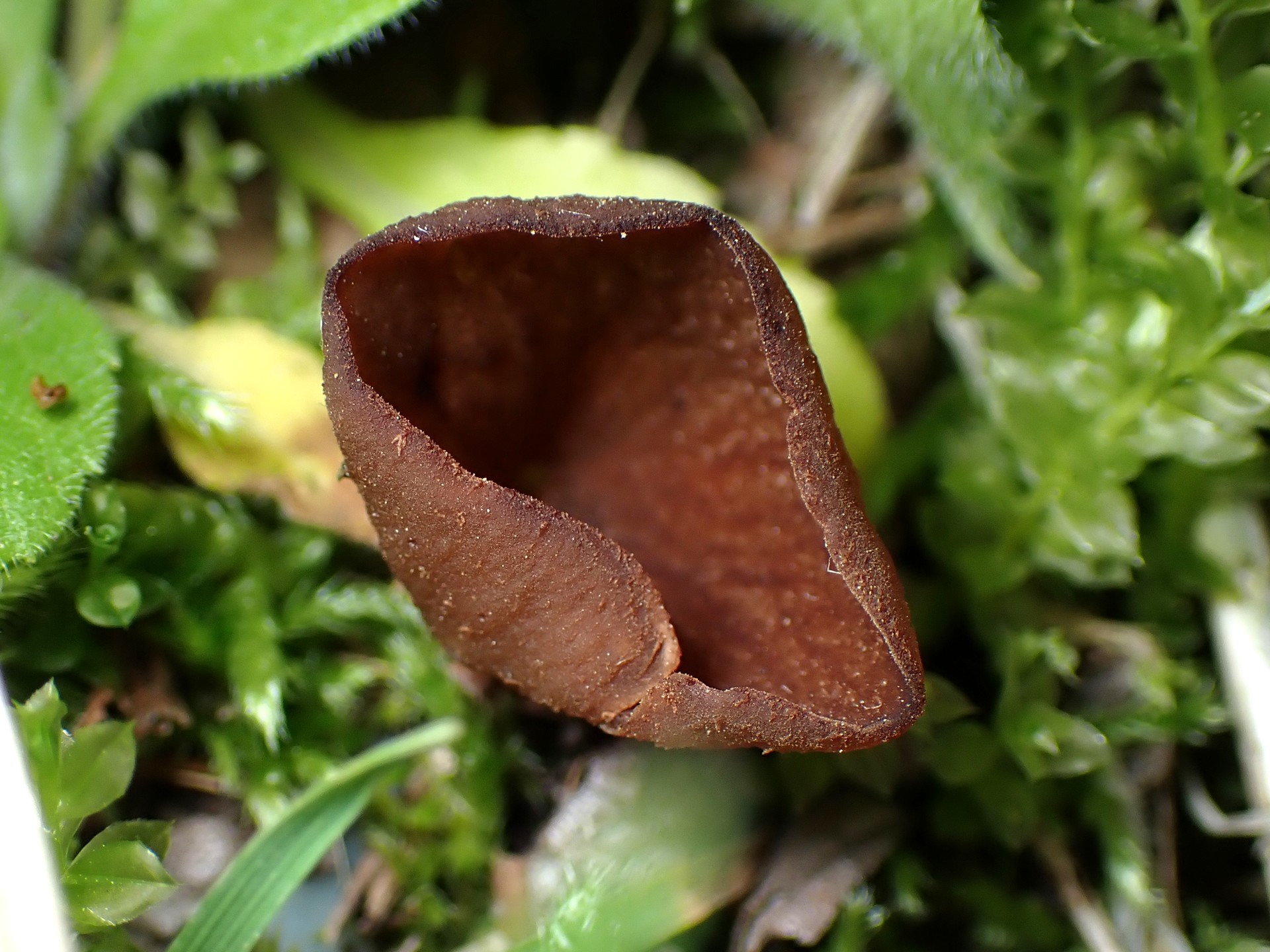 キツネノワンタケの高画質写真です。横浜市 青葉区 寺家ふるさと村で、2024年4月20日に撮影したものです。