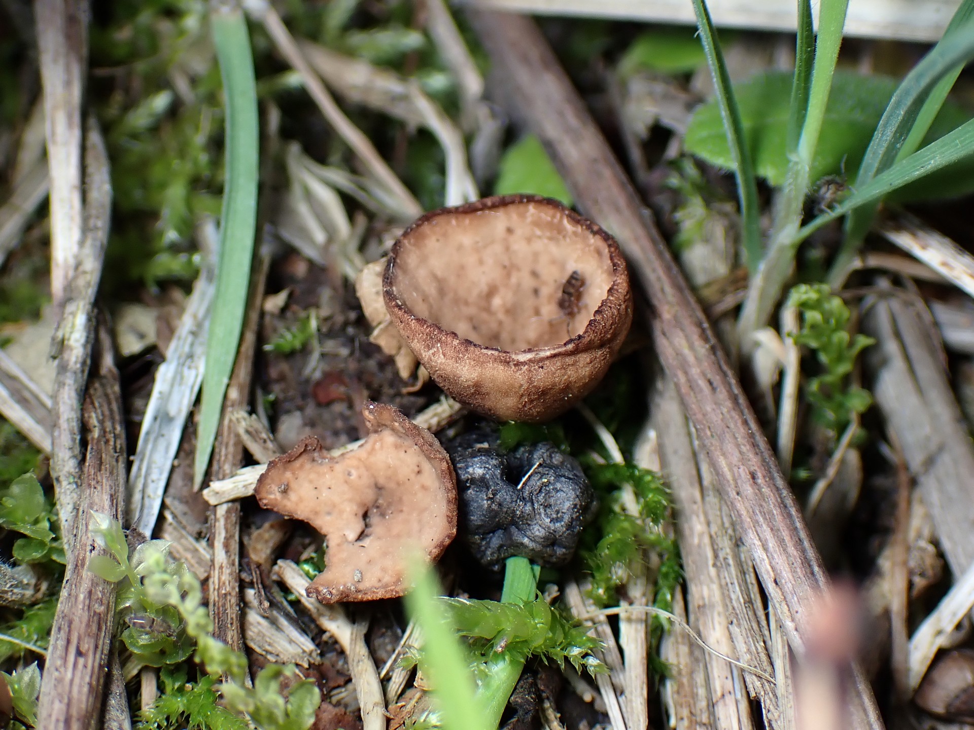 キツネノワンタケの高画質写真です。横浜市 青葉区 寺家ふるさと村で、2024年4月20日に撮影したものです。