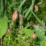 キツネノヤリタケの高画質写真です。横浜市 青葉区 寺家ふるさと村で、2024年4月20日に撮影したものです。