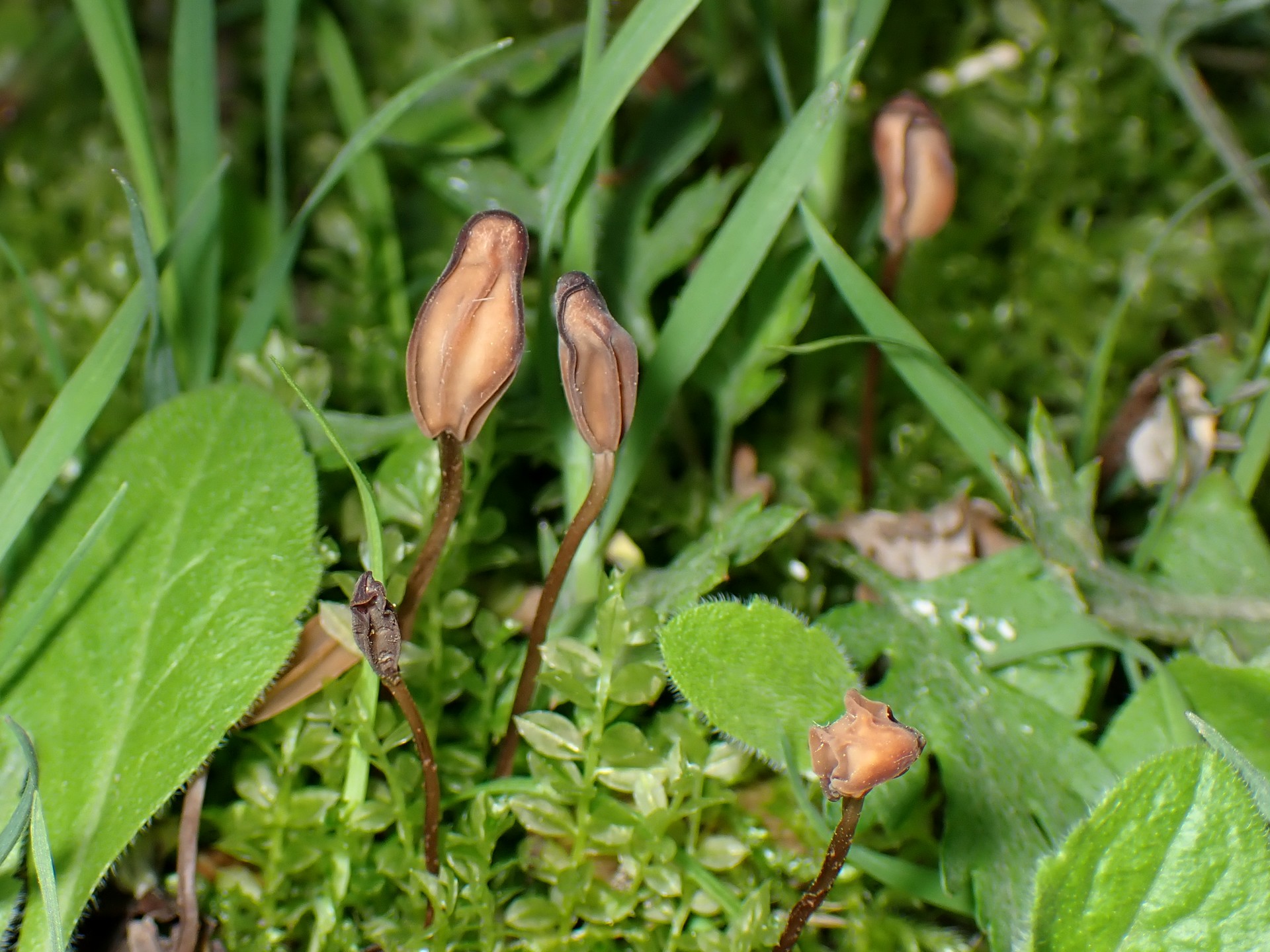 キツネノヤリタケの高画質写真です。横浜市 青葉区 寺家ふるさと村で、2024年4月20日に撮影したものです。