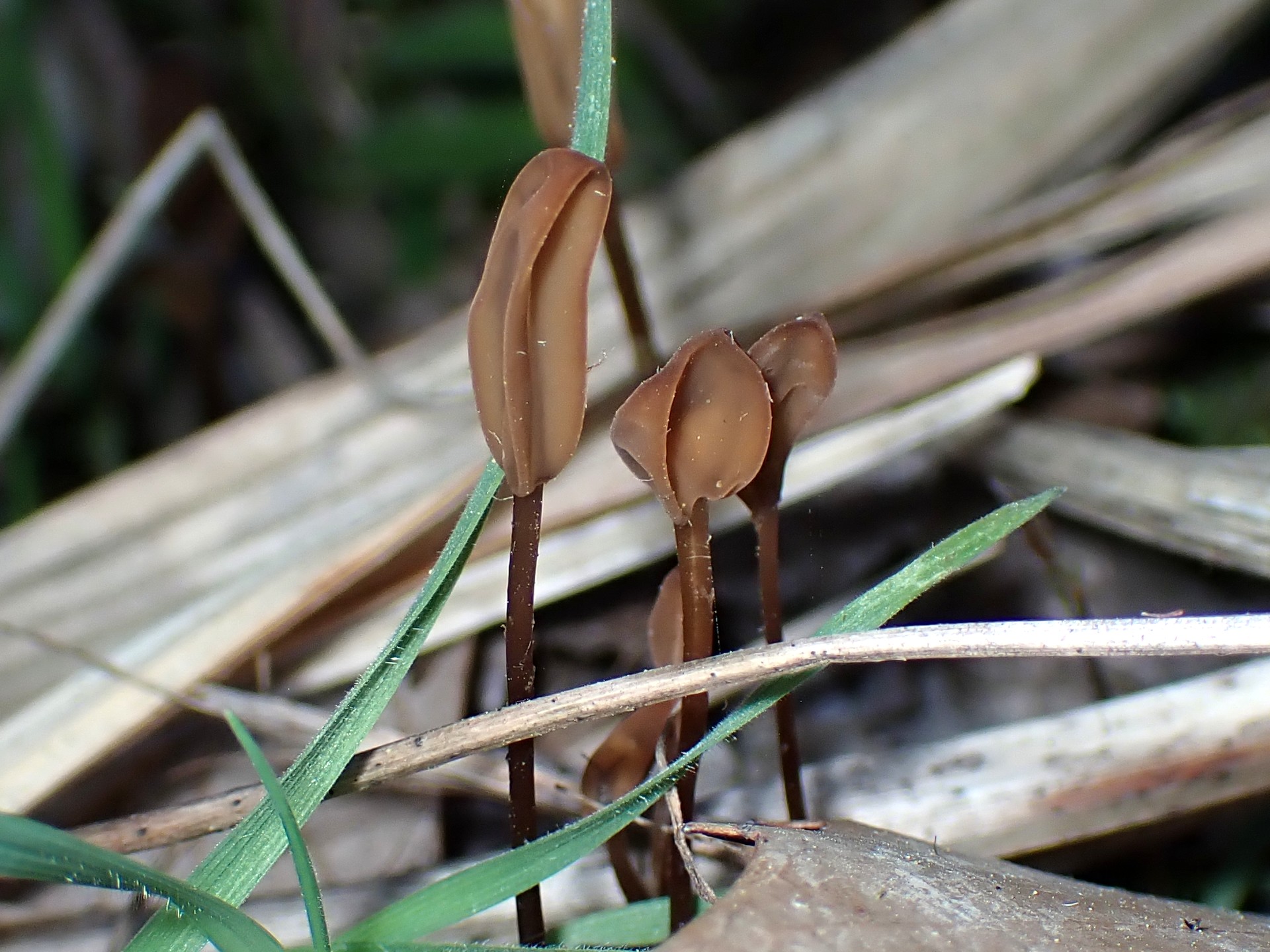 キツネノヤリタケの高画質写真です。横浜市 青葉区 寺家ふるさと村で、2024年4月20日に撮影したものです。