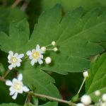 コゴメウツギ の花の高画質写真です。横浜市 青葉区 寺家ふるさと村で、2024年4月28日に撮影したものです。