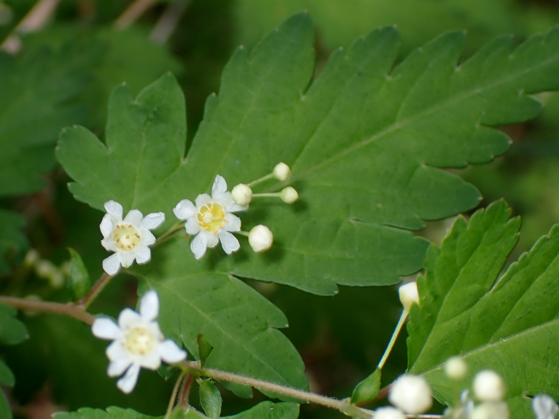 コゴメウツギ の花の高画質写真です。横浜市 青葉区 寺家ふるさと村で、2024年4月28日に撮影したものです。