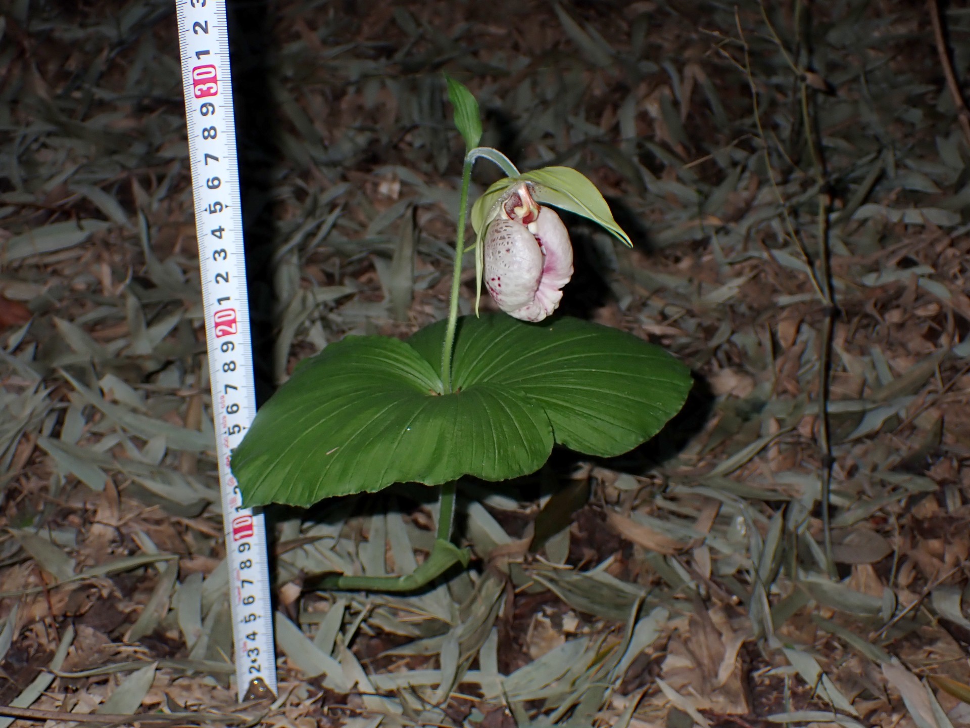 クマガイソウの花の高画質写真です。横浜市 青葉区 寺家ふるさと村で、2024年4月19日に撮影したものです。