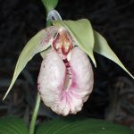 クマガイソウの花の高画質写真です。横浜市 青葉区 寺家ふるさと村で、2024年4月19日に撮影したものです。