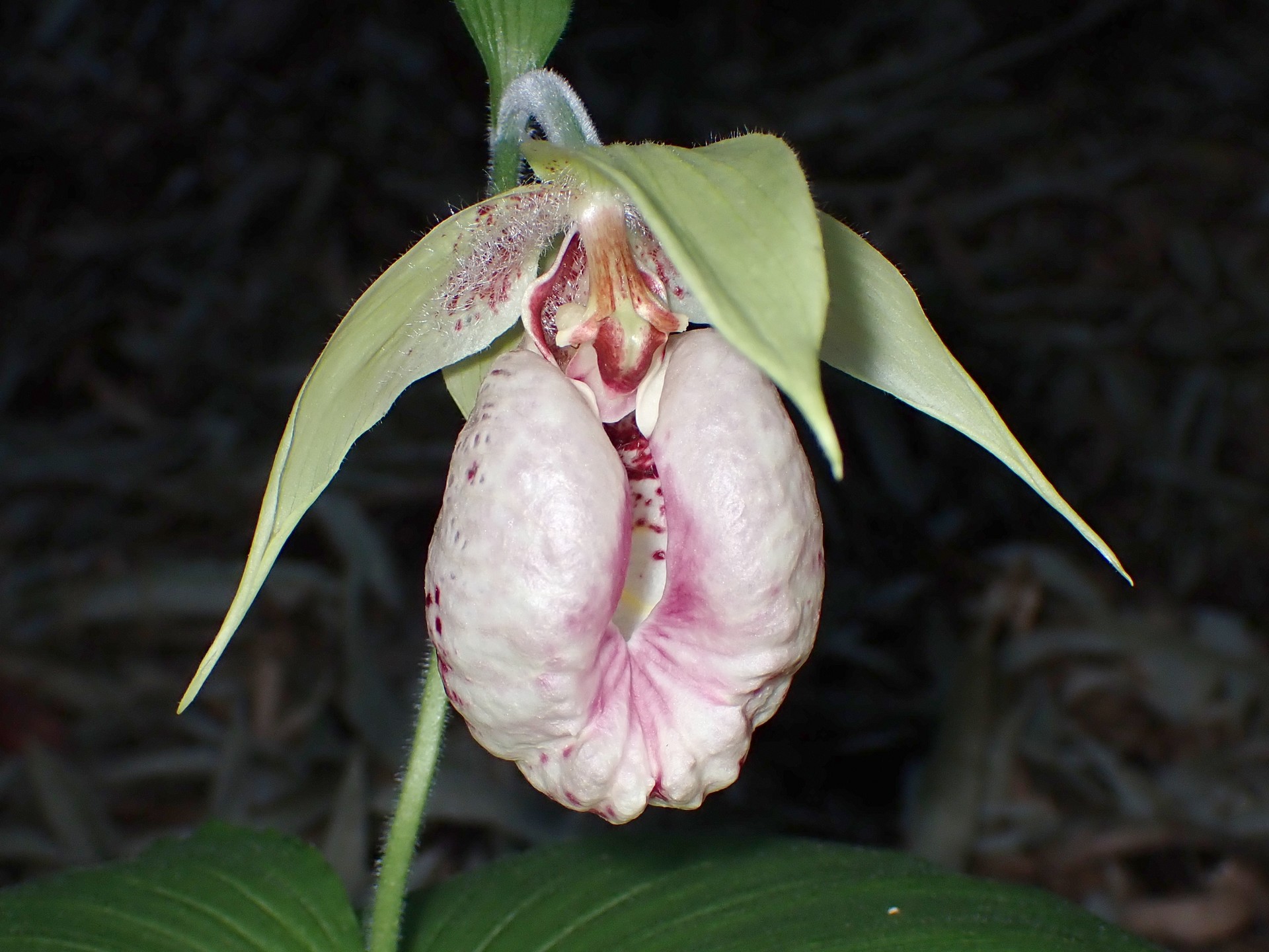 クマガイソウの花の高画質写真です。横浜市 青葉区 寺家ふるさと村で、2024年4月19日に撮影したものです。
