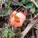 クサボケの花の高画質写真です。横浜市 青葉区 寺家ふるさと村で、2024年4月2日に撮影したものです。