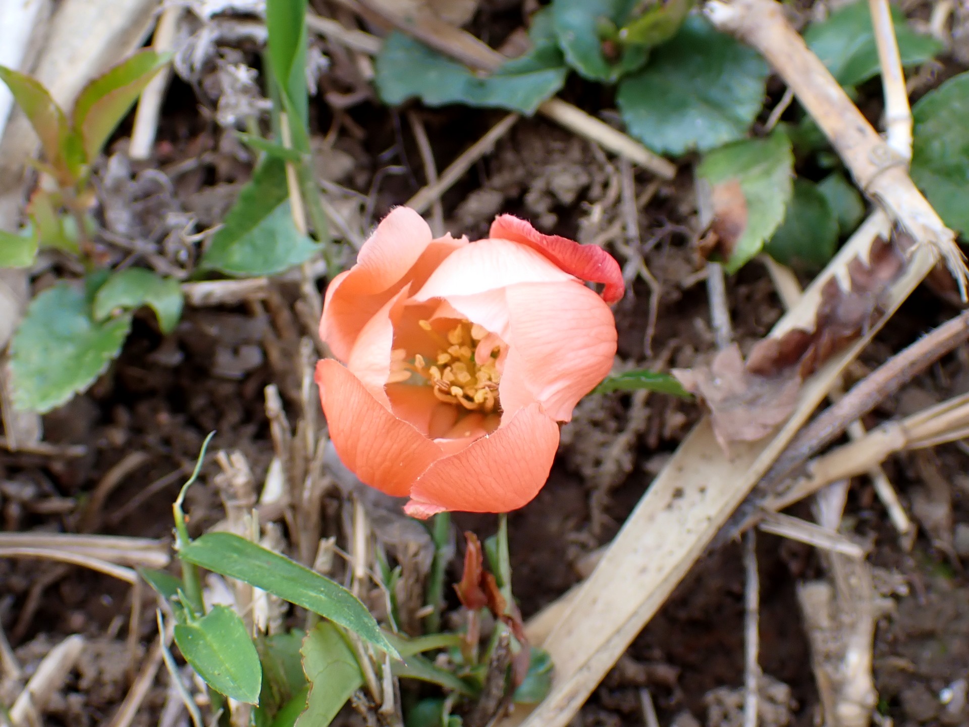 クサボケの花の高画質写真です。横浜市 青葉区 寺家ふるさと村で、2024年4月2日に撮影したものです。