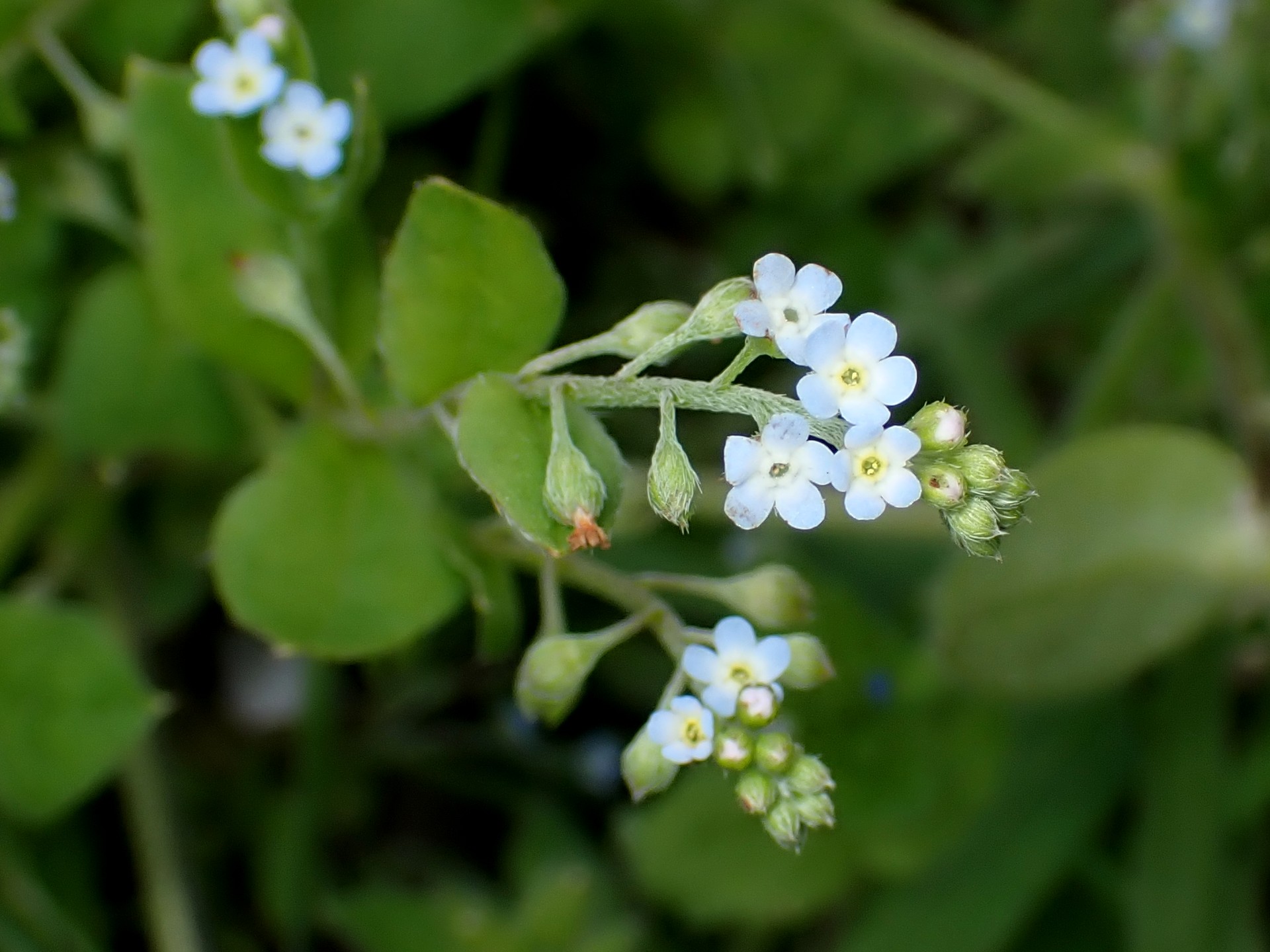 キュウリグサの花の高画質写真です。横浜市 青葉区 寺家ふるさと村で、2024年4月15日に撮影したものです。
