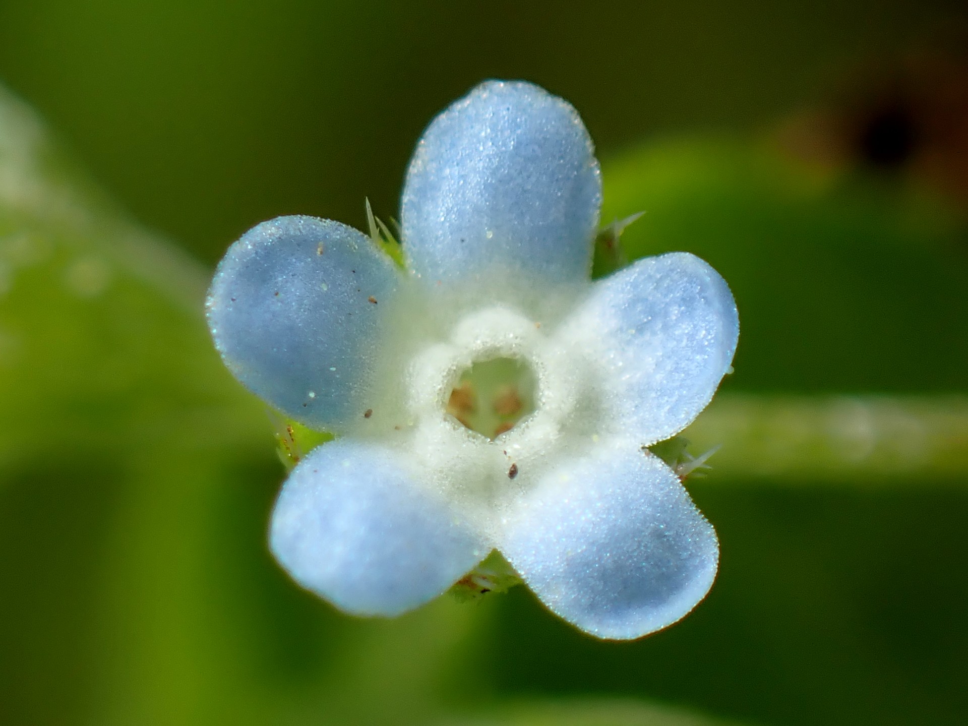 キュウリグサの花の高画質写真です。横浜市 青葉区 寺家ふるさと村で、2024年4月17日に撮影したものです。