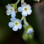 キュウリグサの花の高画質写真です。横浜市 青葉区 寺家ふるさと村で、2024年4月17日に撮影したものです。