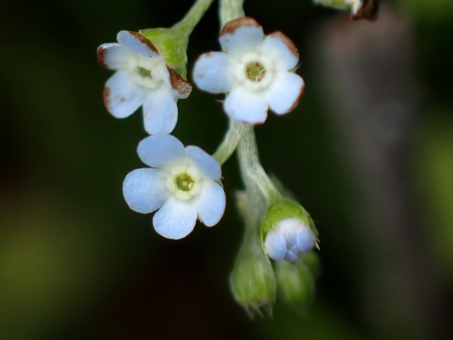 キュウリグサの花の高画質写真です。横浜市 青葉区 寺家ふるさと村で、2024年4月17日に撮影したものです。